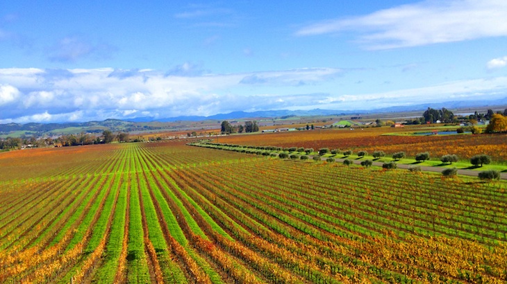 50% Off Eight-Hour Wine Tour through Napa Valley and Sonoma