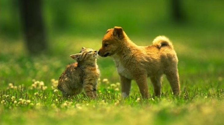 A Conversation with You and Two of Your Pets for Half Hour