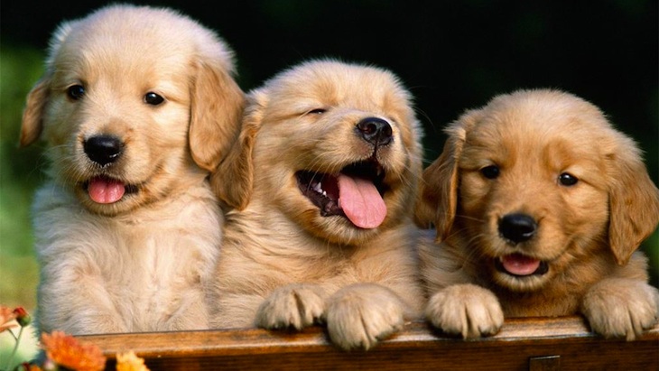 Pet Walking/Sitting Services 