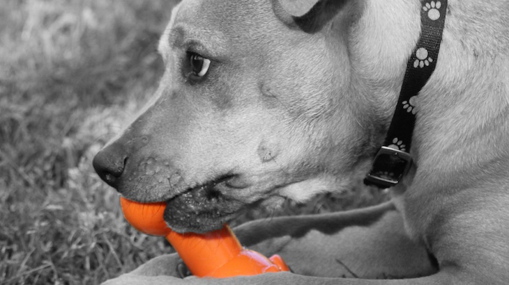 Dog Toys For a Great Cause