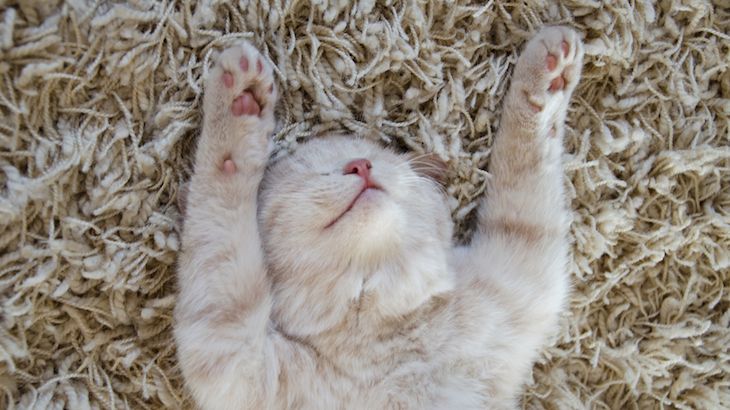 One Adult Ticket to LA Feline Film Festival
