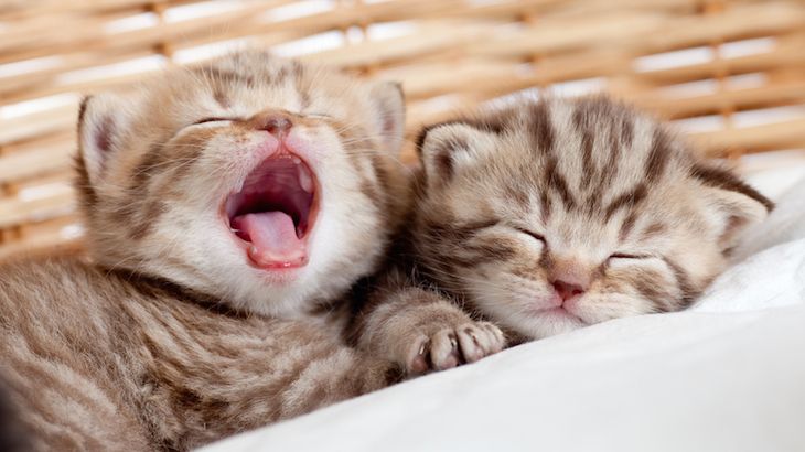 One Adult Ticket to LA Feline Film Festival
