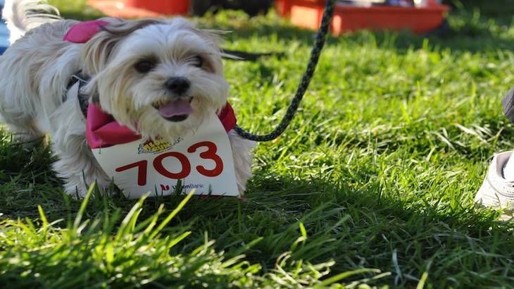 Adult Admission to the San Francisco Aloha Run