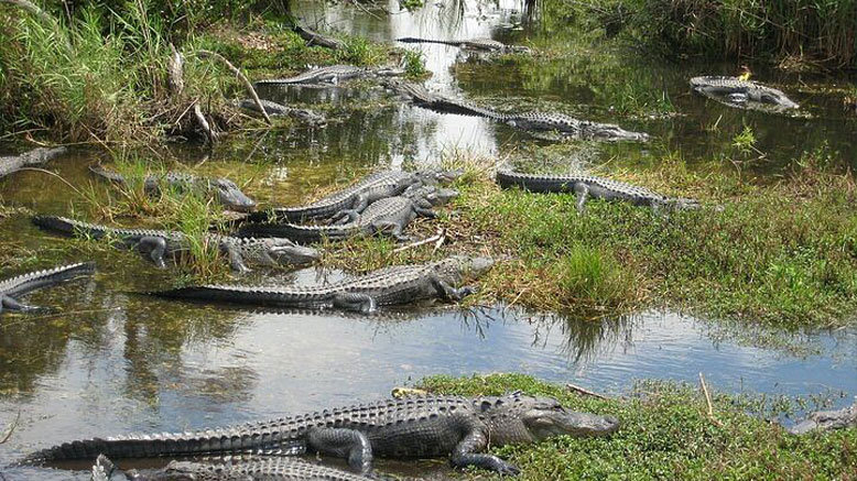 Full-Day Combo Sightseeing Tour with 90-Minute Cruise & Everglades Airboat Ride for 1 Adult