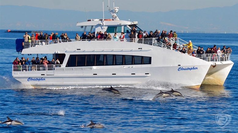 Whale Watching Boat Tour for 1