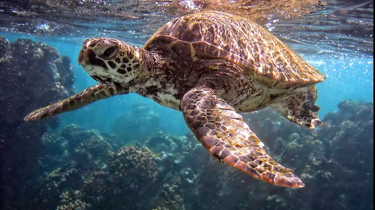 Catamaran Snorkel Tour For One