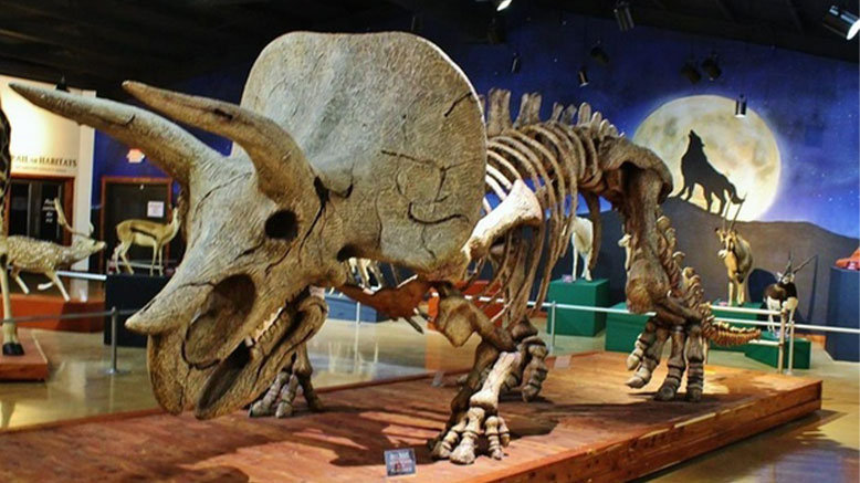 Museum Admission for 1 Adult (Ages 13+)