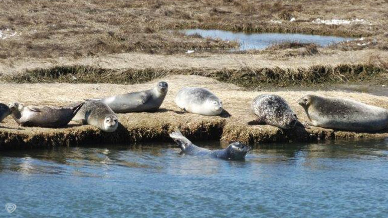 2-Hour Seal-Watching Tour for 1