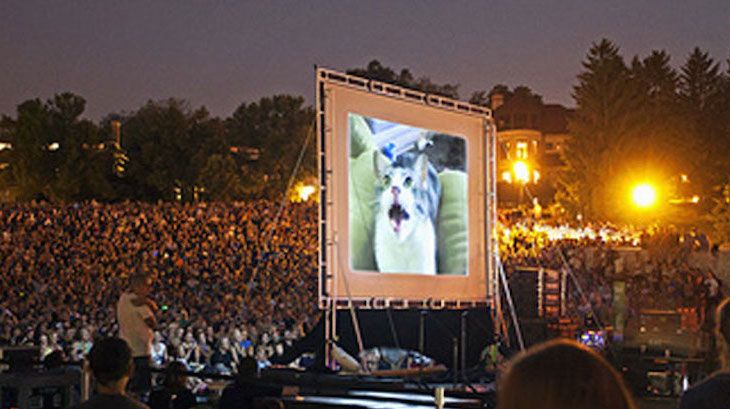 One Adult Ticket to LA Feline Film Festival