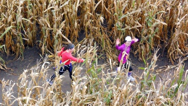 Entry into the Corn Maze 5K