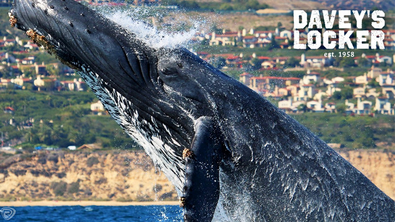 2.5-Hour Whale Watching and Dolphin Cruise for 1 Child, Valid for ages 3-12
