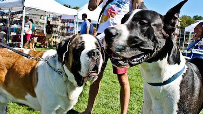  One Adult Ticket to Pooch-A-Palooza