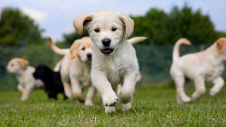 Admission to the 5K Doggy Dash Cause for Paws-Running