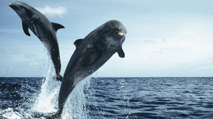A 90-minute Dolphin-Safari Cruise for TWO
