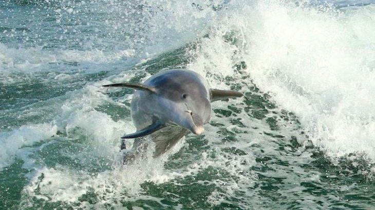 jacksonville beach dolphin tours