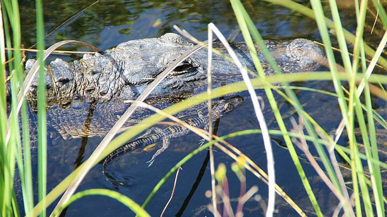 Everglades Holiday Park Tour with Transportation for 1 Person