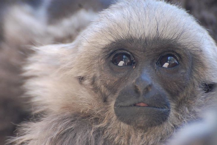 55% Off Family Package For Breakfast With The Gibbons At The Gibbon Conservation Center ($50 Value)