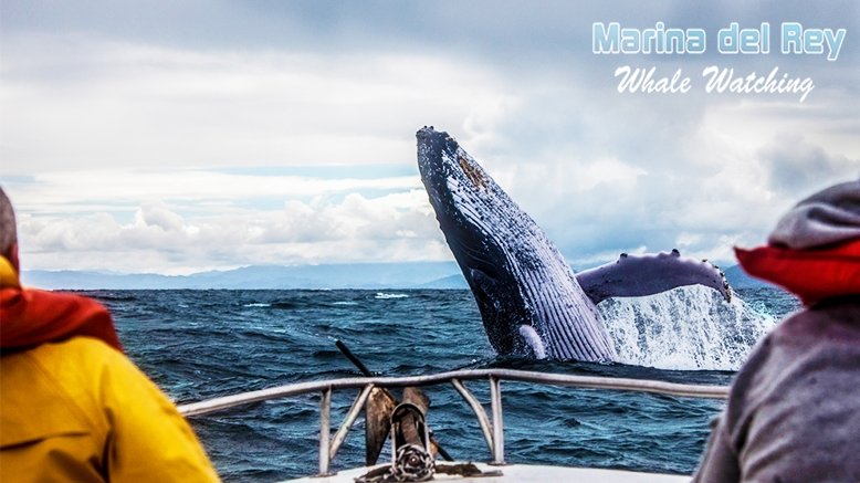 Whale Watching & Nature Cruise For 1 Adult