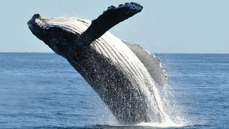 3-Hour Whale Watch & Nature Cruise for 1 Adult (Ages 16+)