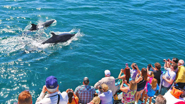 2-2.5 Hour Whale Watching & Dolphin Cruise for 1 Person | Mon - Fri Before 10am or After 5pm