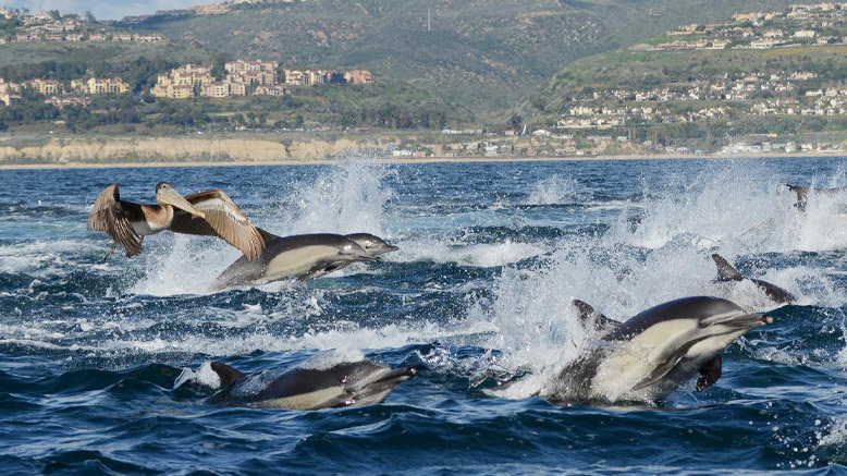 2-2.5 Hour Whale Watching & Dolphin Cruise for 1 Person | Mon - Fri Before 10am or After 5pm