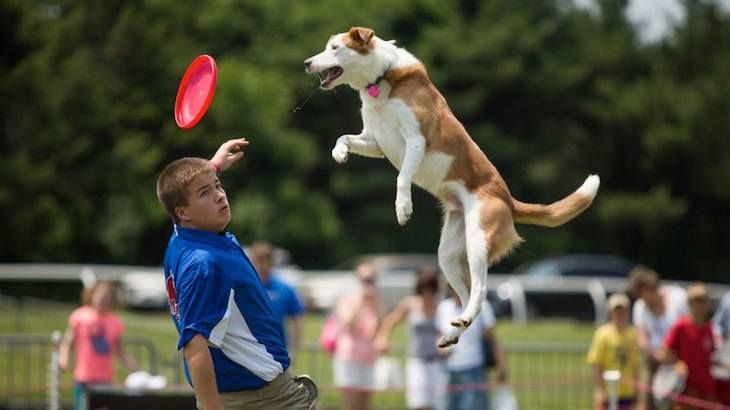  One Adult Ticket to Pooch-A-Palooza