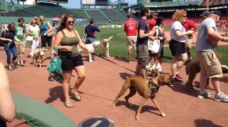  One Adult Ticket to Pooch-A-Palooza