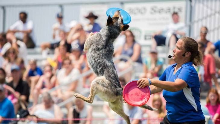  One Adult Ticket to Pooch-A-Palooza