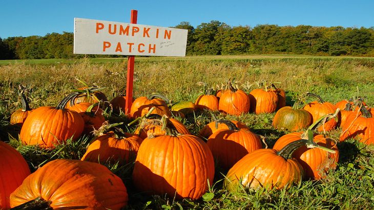 Four Entries to The Haunted Maze and Petting Zoo