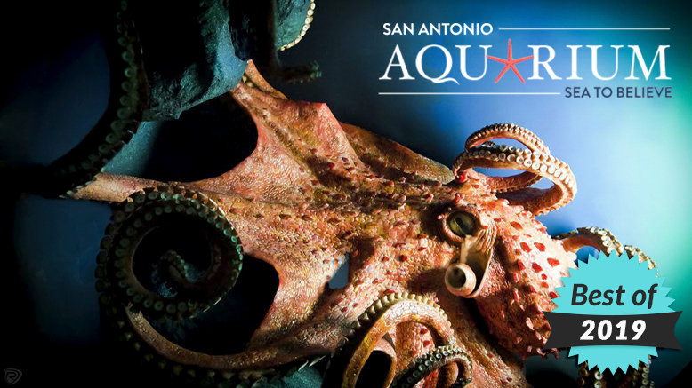 San Antonio Aquarium 22 Discount Deals   San Antonio Aquarium Rush49 Bestofweb1553203582 