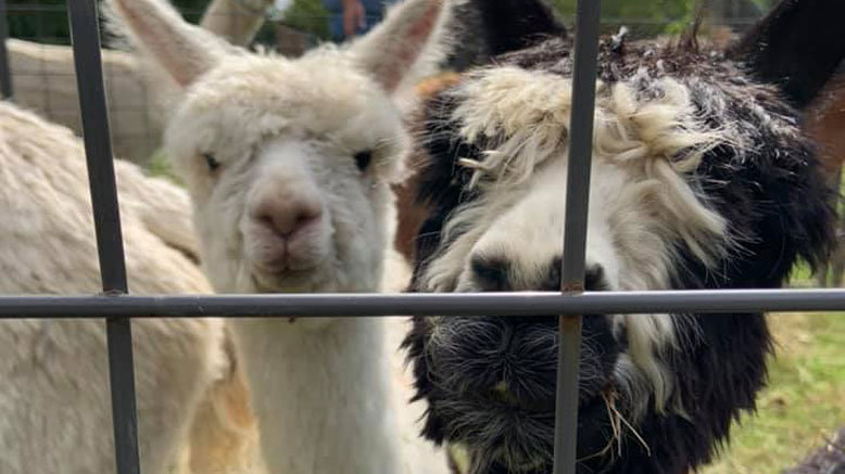 90-Minute Guided Alpaca Farm & Mill Tour for 2 People