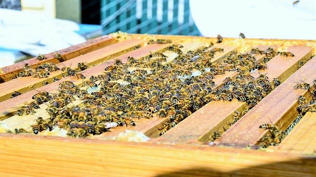 3-Hour Beekeeping Class For Two