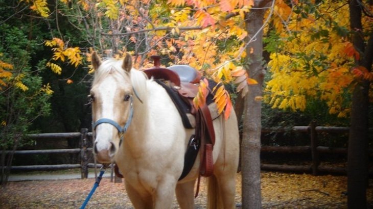 A 90-Minute Horseback Trail Ride for ONE with Wine-Tasting