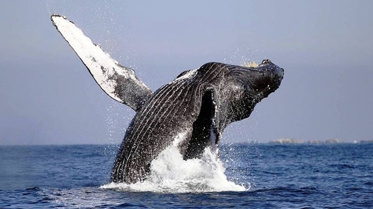 A 4.5-hour whale-watching tour for ONE