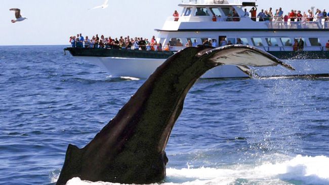 Whale-Watching Tour for One