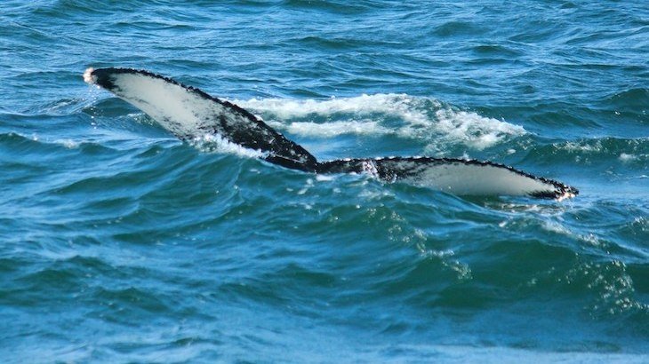 Whale and Dolphin-Watching Tour for One 