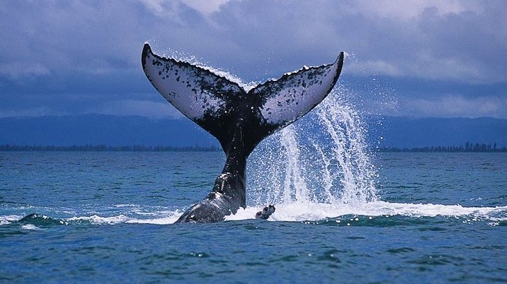 2.5-Hour Whale-Watching Cruise Ticket For One Adult 