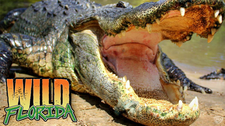 Gator Park and Wildlife Park Admission and Gator Feed for 1