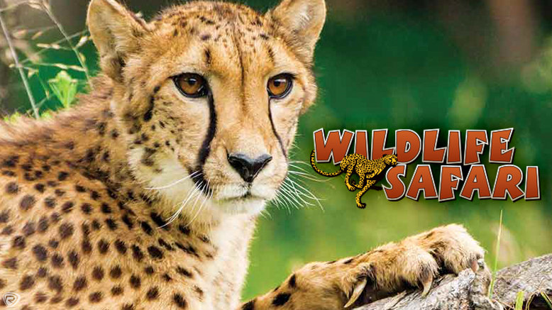 Wild animal safari - mzaerpocket