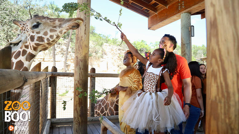 1 Adult Any Day Admission