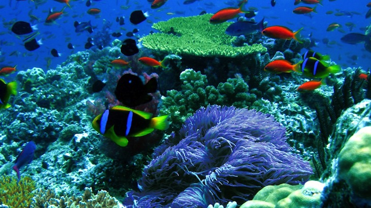 One-Hour Guided Snorkeling near La Jolla at 64% Off