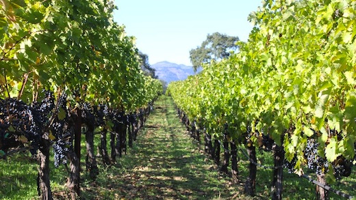 (Last Call) A Wine Tasting Tour in Rancho Cucamonga incl. Pick-Up and Drop-Off from LA